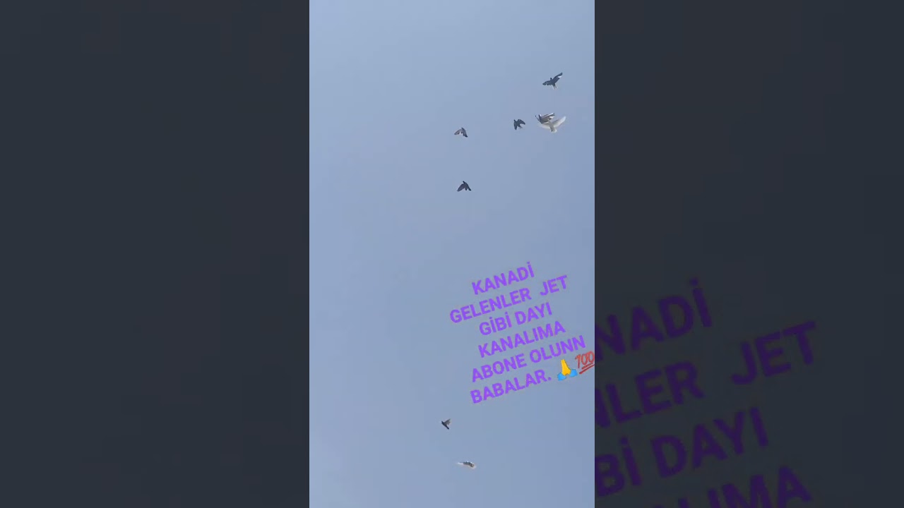 #postag&uuml;vercini #g&uuml;vercin #taklacıg&uuml;vercin #postag&uuml;vercini #pigeon