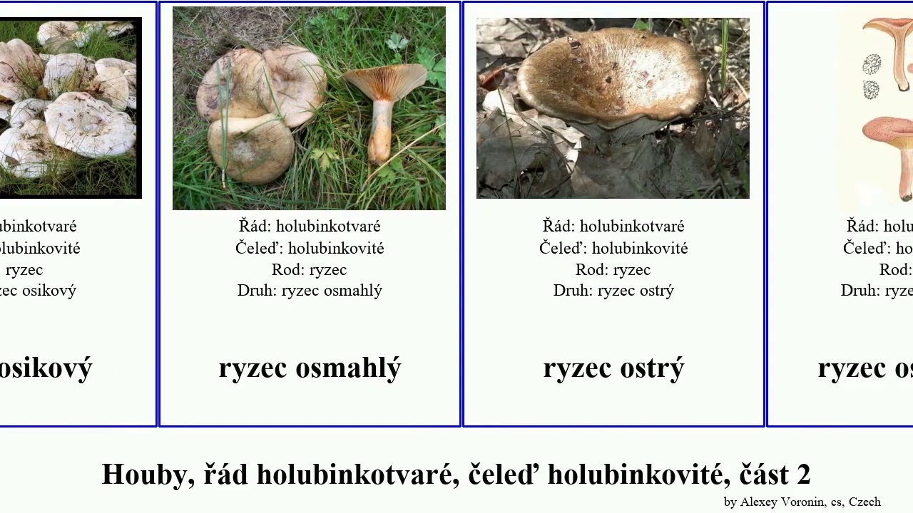 Houby, ř&aacute;d holubinkotvar&eacute;, čeleď holubinkovit&eacute;, č&aacute;st 2 ryzec holubinka fungus v&iacute;nově žlut&aacute; kravsk&yacute;