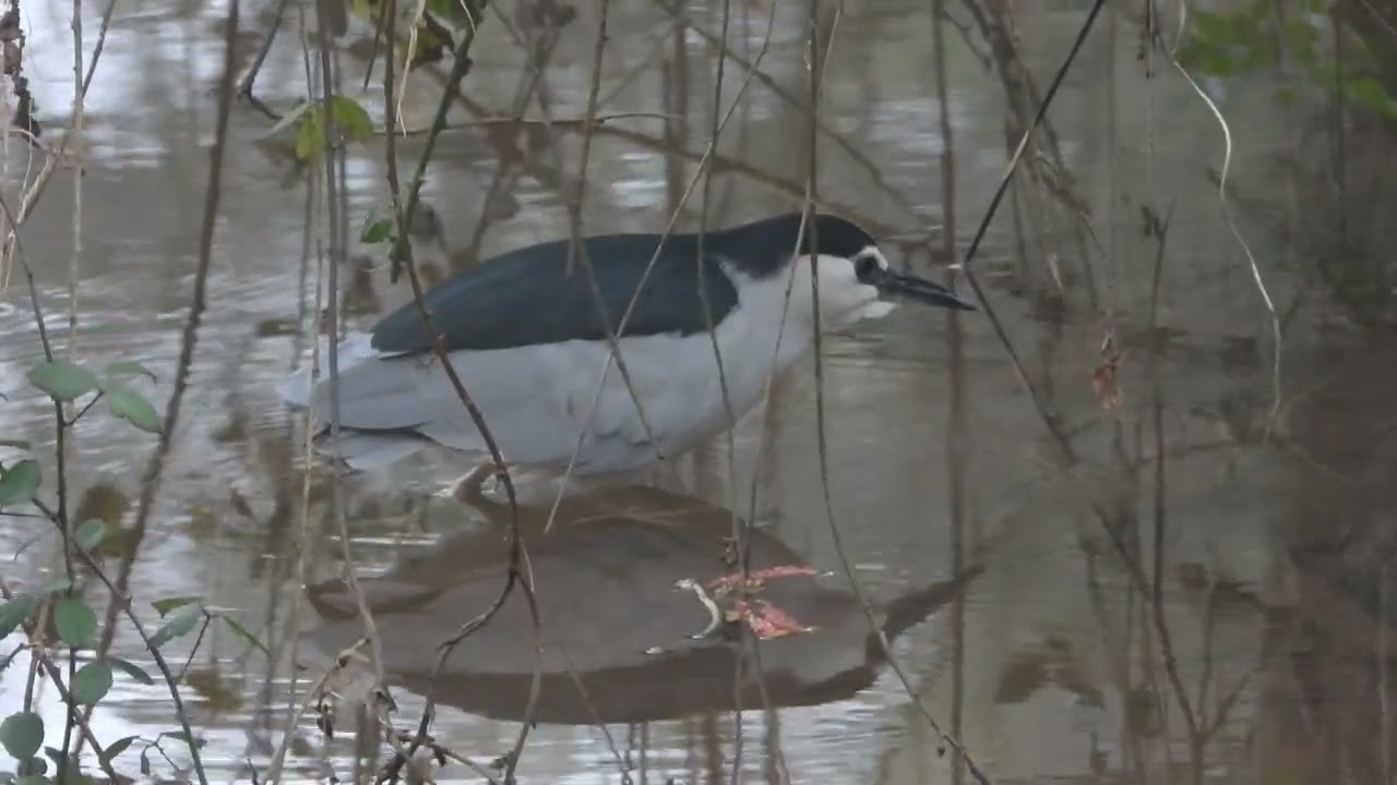 Black-crowned Night Heron (Nycticorax nycticorax), Grindle Brook, Winslade Park, Exeter, Devon.