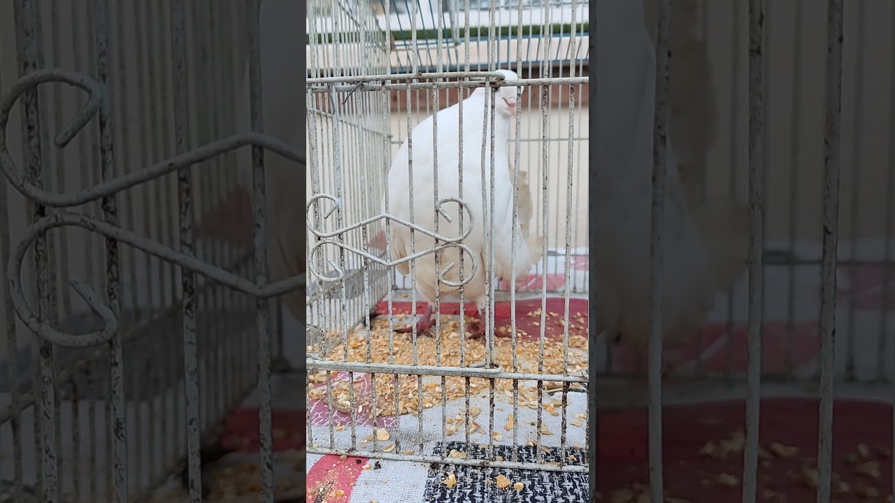 cuidados de la paloma colipava + la observamos comer!!!!!!!