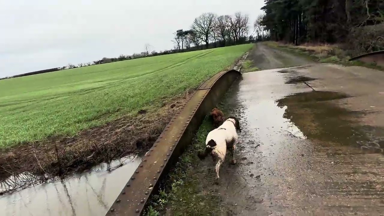 07/02/26 Trail run with Molly and Willow 