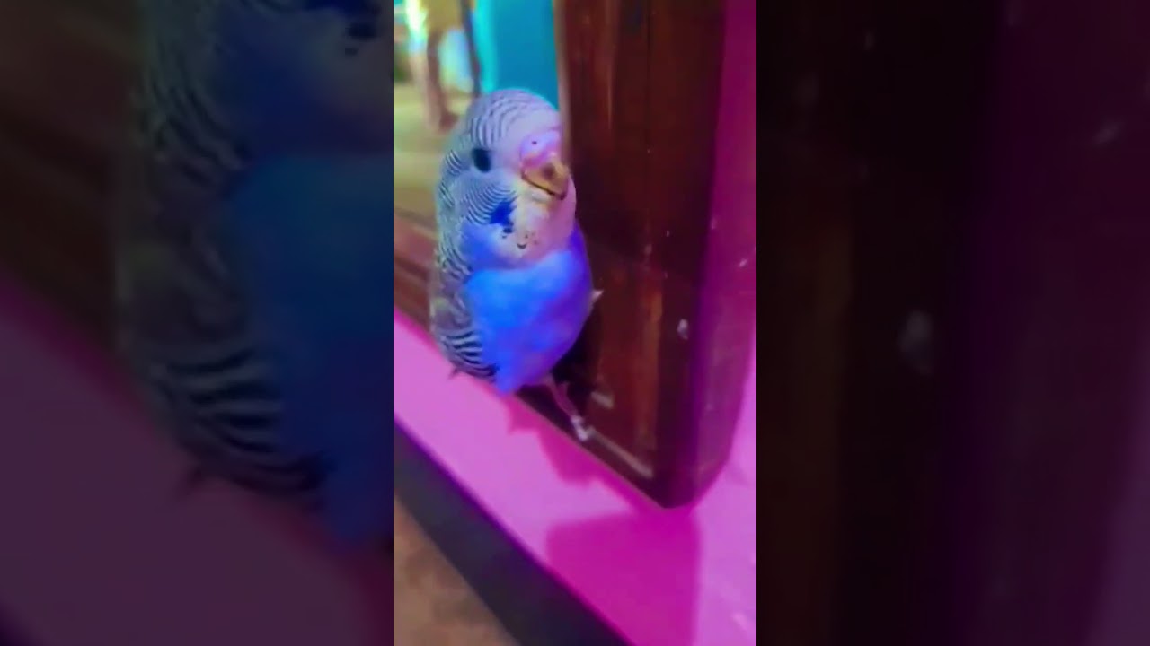 budgie angry sound  #shorts