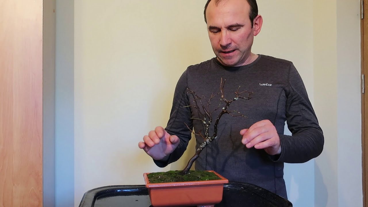 Prunus spinosa (porumbar) proiect bonsai ep. 2 replantare