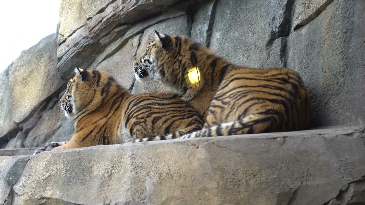 Tiger cubs at Chester Zoo