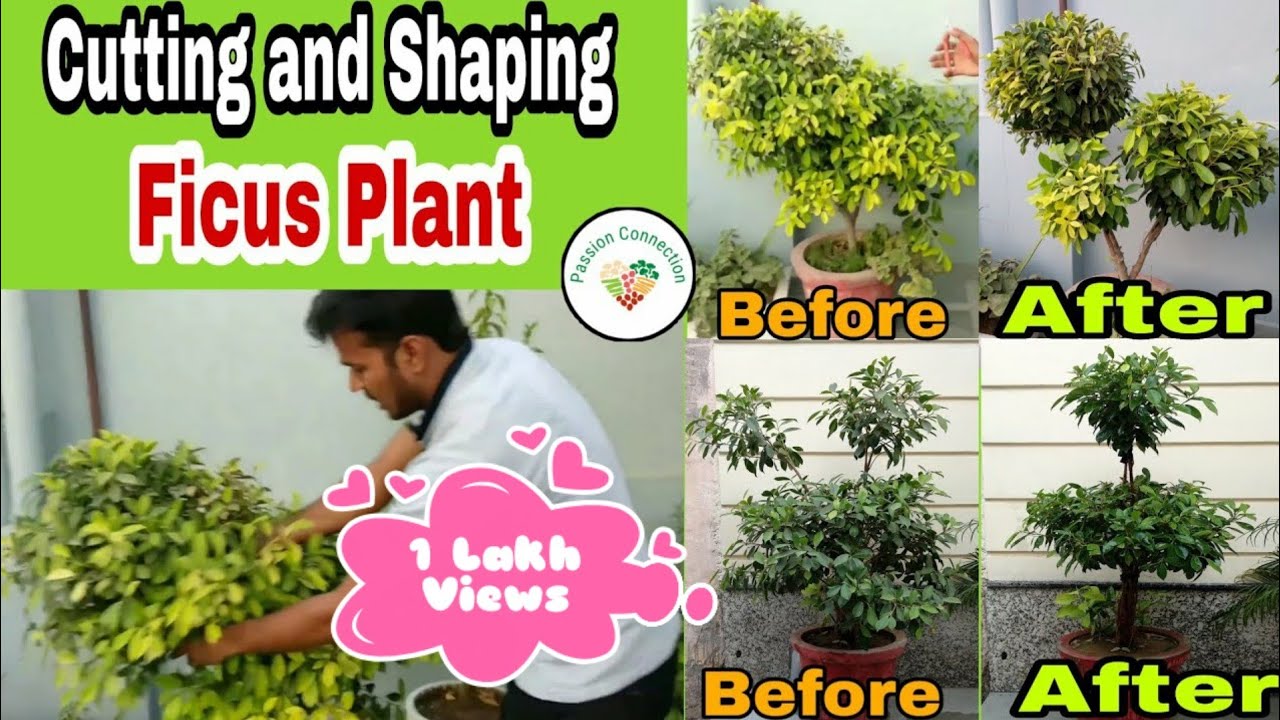 How to do ficus plant cutting, shaping and designing || Easy way to give beautiful shape