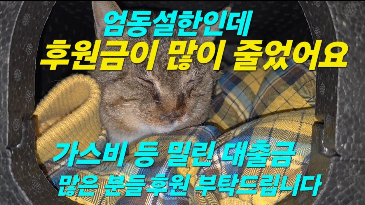 엄동설한에 백여마리의 고양이가 위기에 처했어요 이 집에서 쫒겨날까봐 걱정되어 도움요청합니다~