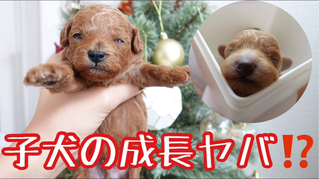 是非見てほしい！子犬の成長の凄さを‼（出産後～2週間の記録）
