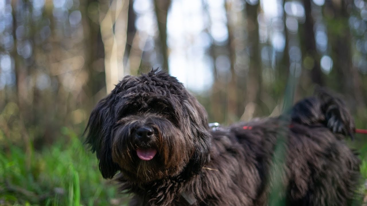 How do Havanese dogs handle being left alone?