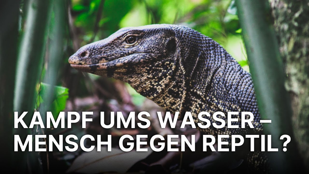 Die Spur der Wüstenkrokodile | Die Spur der Wüstenkrokodile – Rückkehr der Urzeitjäger