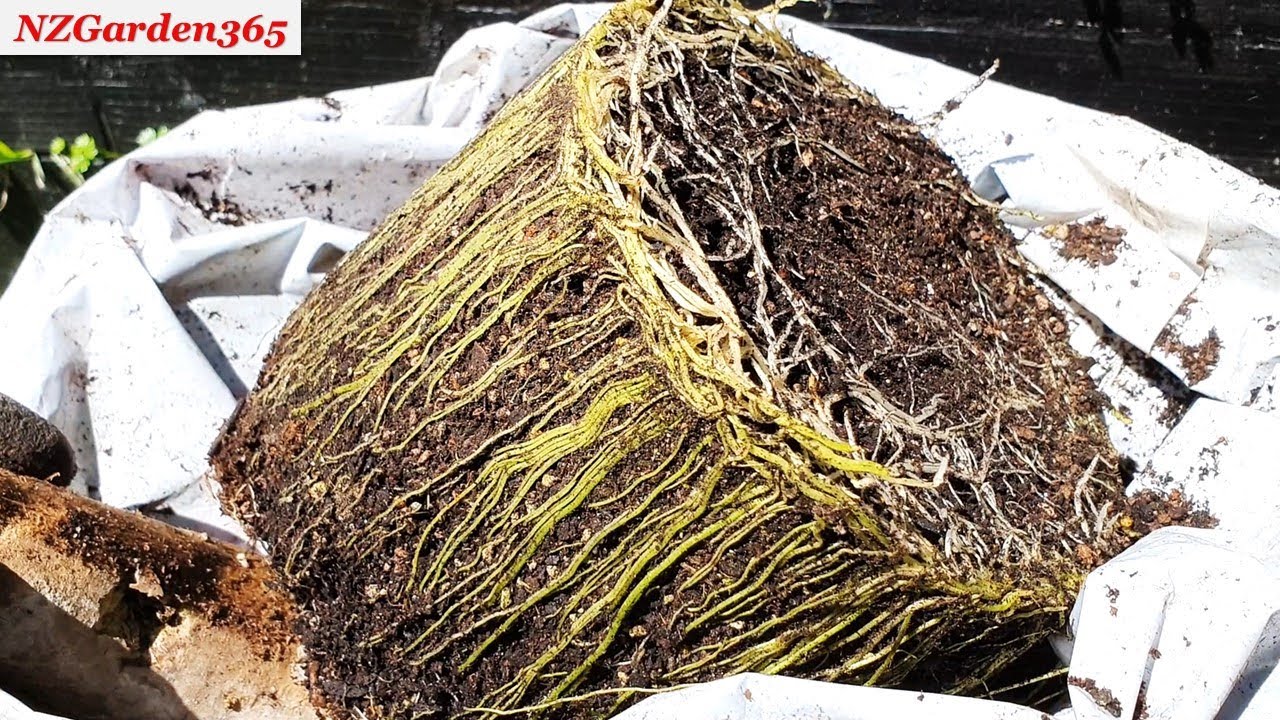 满是根的【旧盆土】这样一处理，秒变肥沃种植土，还能反复用