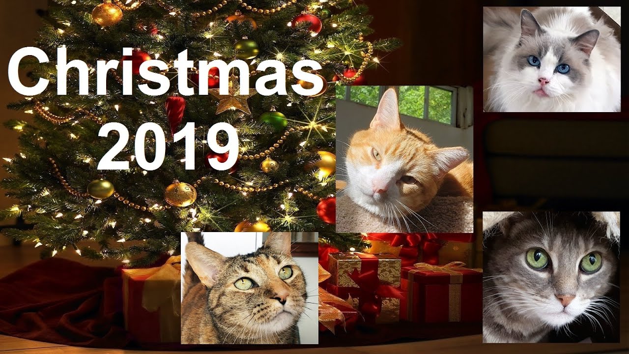 Christmas Video 2019 from The Sunshine Home at This Old Cat HD