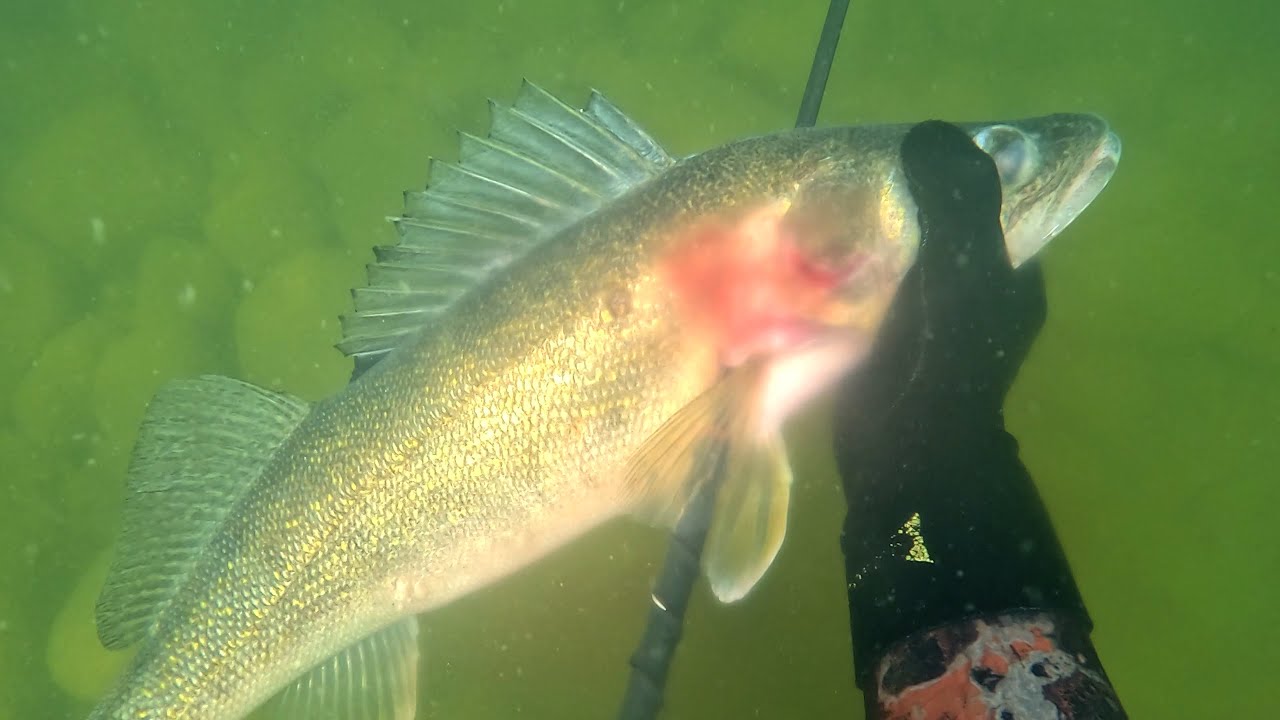 Spearfishing a Huge Walleye with a Polespear!