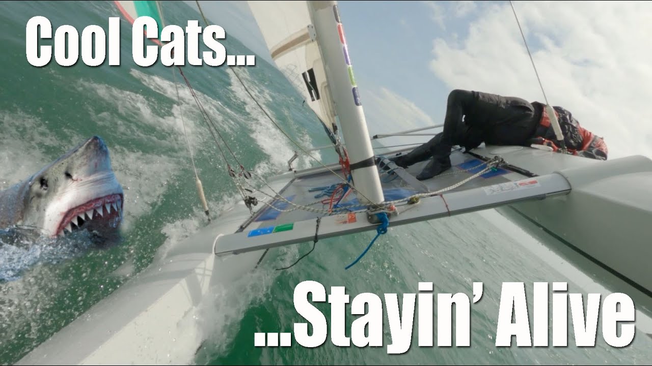 Cool Cats - 
