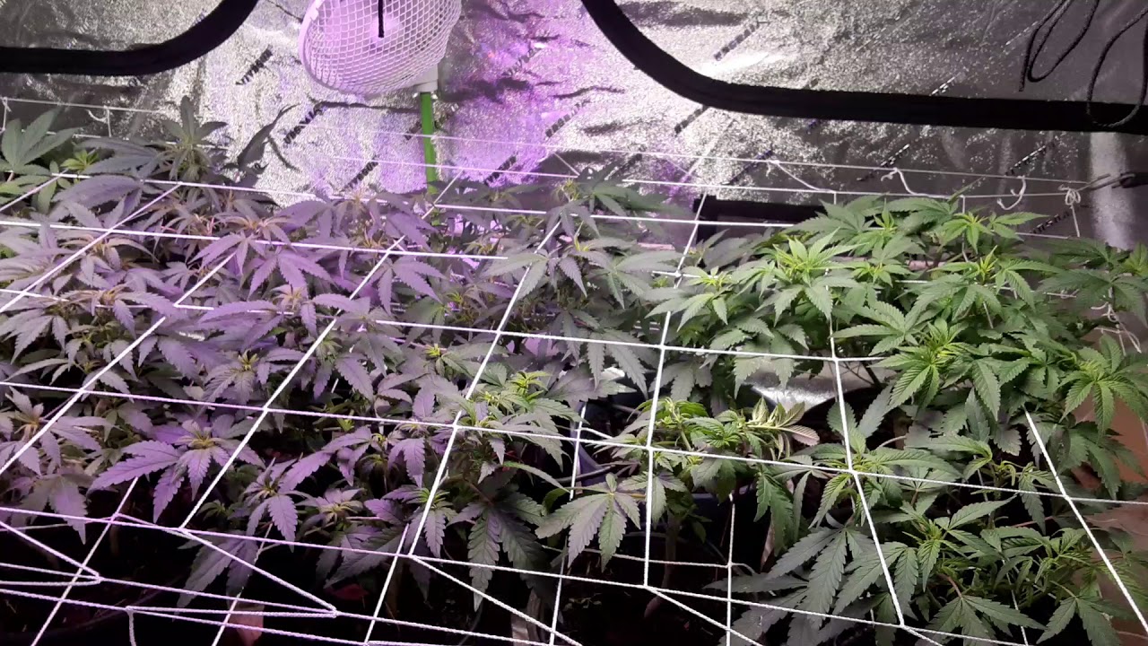 MARSHYDROCUP 4x8 Quick Glimpse Mars Hydro TS1000.