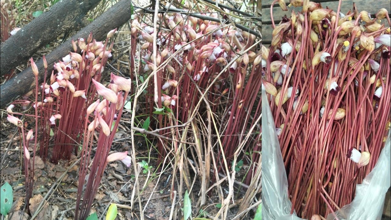 #วันนี้พาคุณลูกมาเก็บดอกดินจ้า มาเก็บดอกดินที่บ้านขามป้อม อำเภอมัญจาคีรี