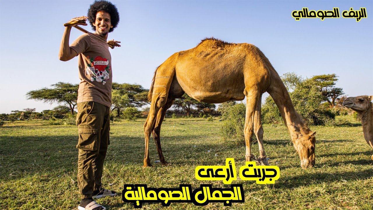 يوم في الريف الصومالي | وليش يحب الصوماليون حليب الناقة؟ | A DAY IN A CAMEL FARM HARGEYSA