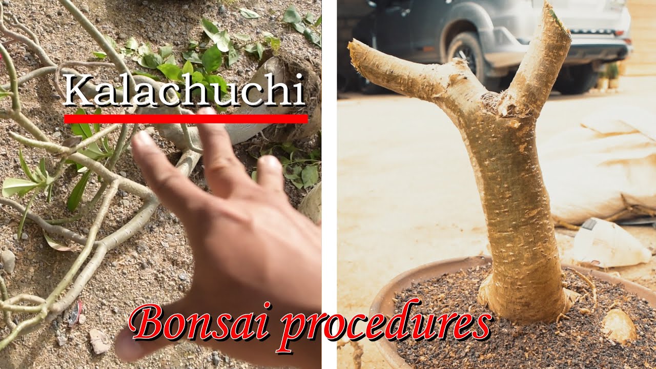 Bonsai a Kalachuchi Plant