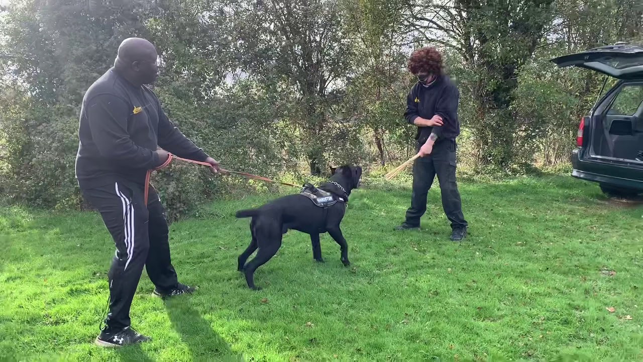 Cane Corso 1-1 Protection Training with a female client