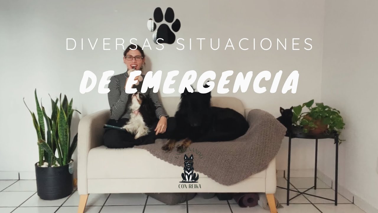 EP. 32 DIVERSAS SITUACIONES DE EMERGENCIA - Primeros auxilios para tu perro parte 4