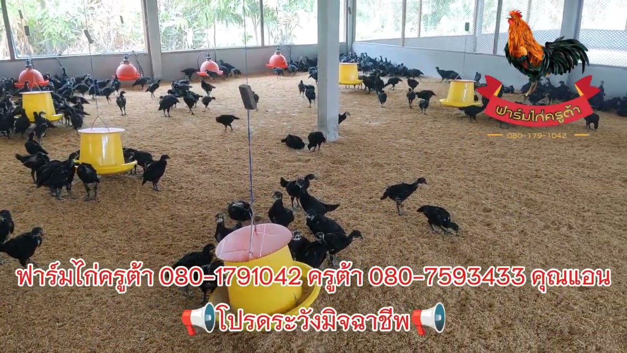 การเลี้ยงไก่ประดู่หางดำมข 55