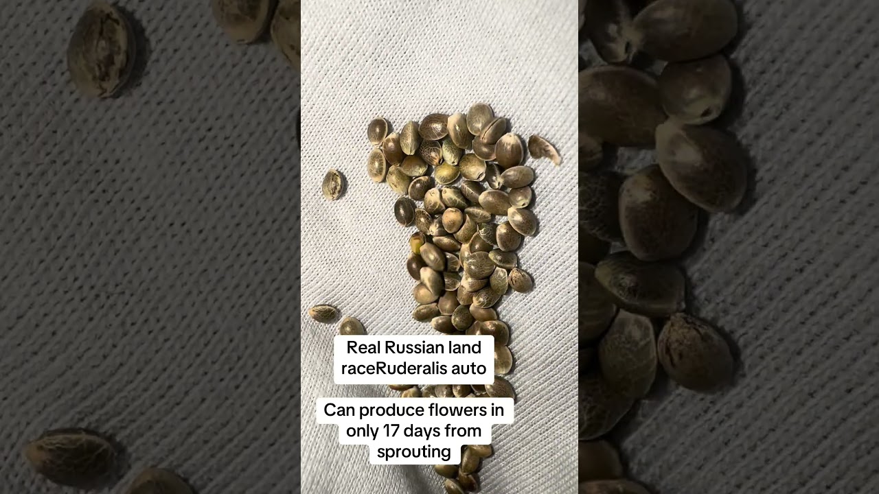 Russian Ruderalis is an amazing landrace #plants #seeds