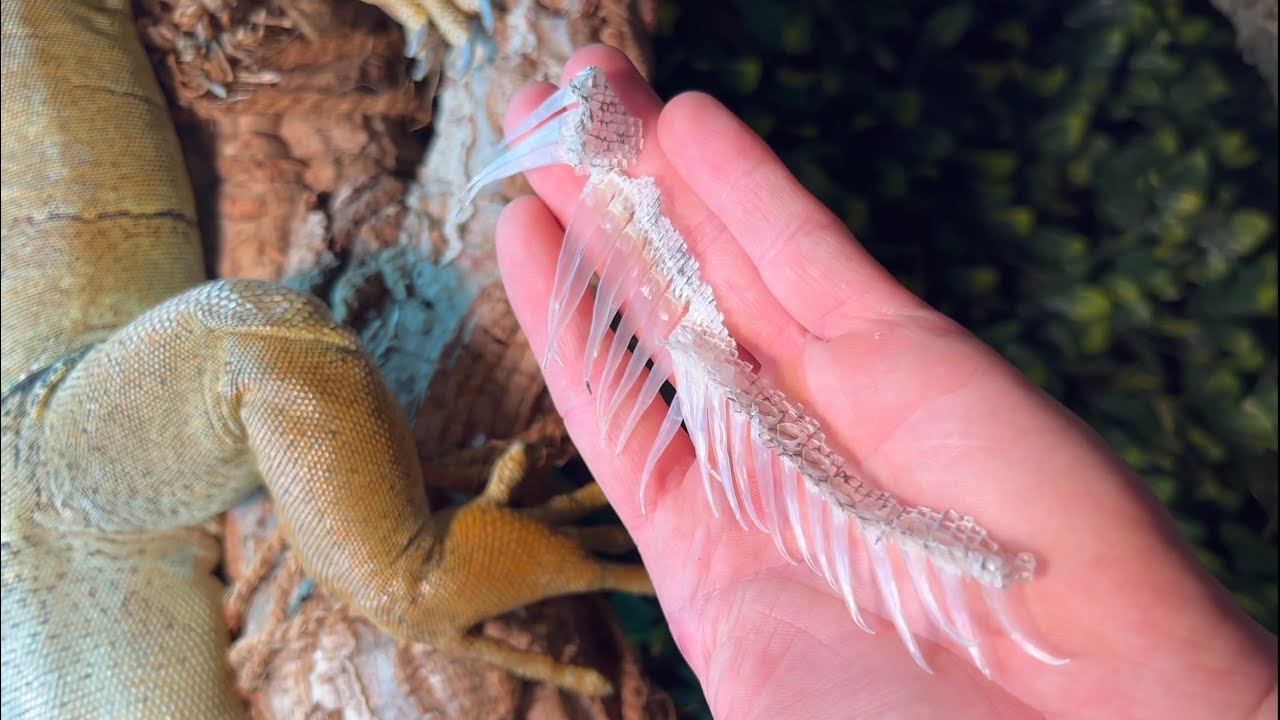 Buddy’s shedding videos . So satisfying to watch .