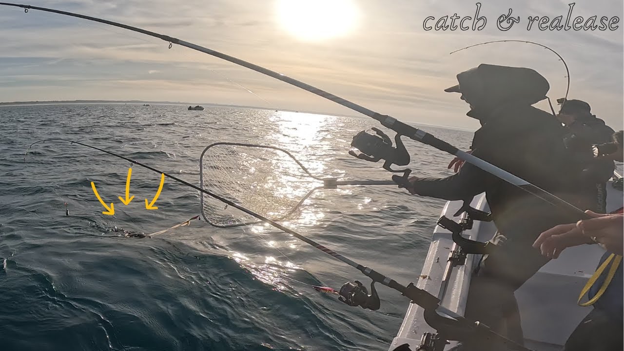 CATCH & RELEASE CHOCO XXL EQUIPA SHIMANO - SETÚBAL BARCO DICAS DO BEJA TEAM MT