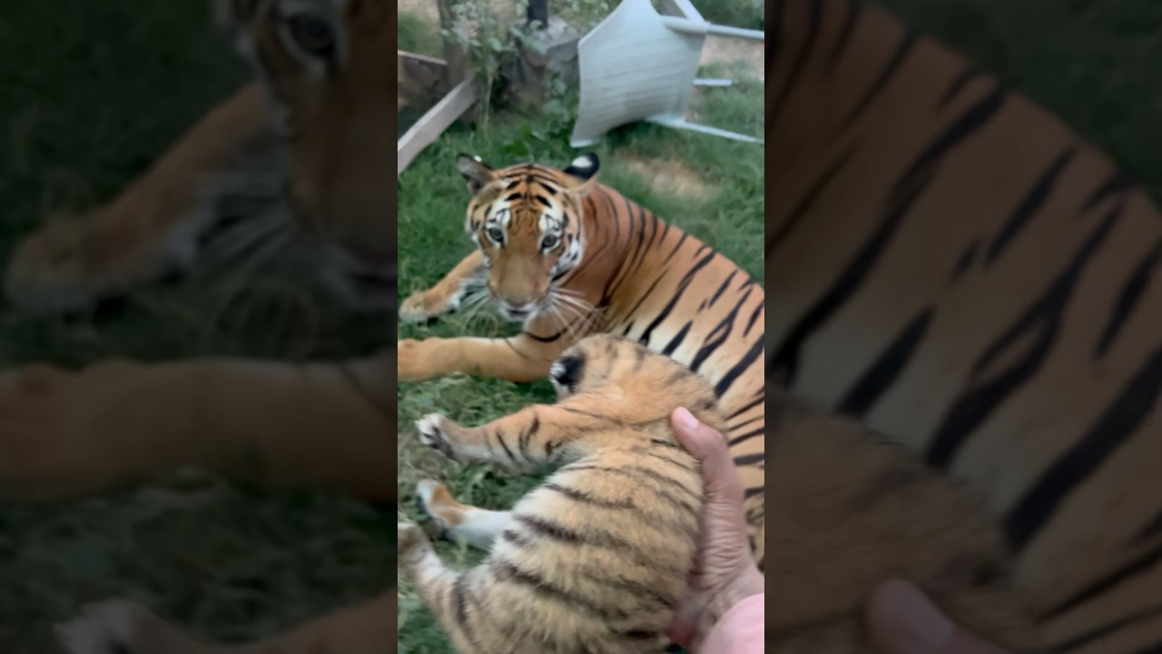 Episode 885: Helping baby tiger drink mother milk 😍🐯😘
