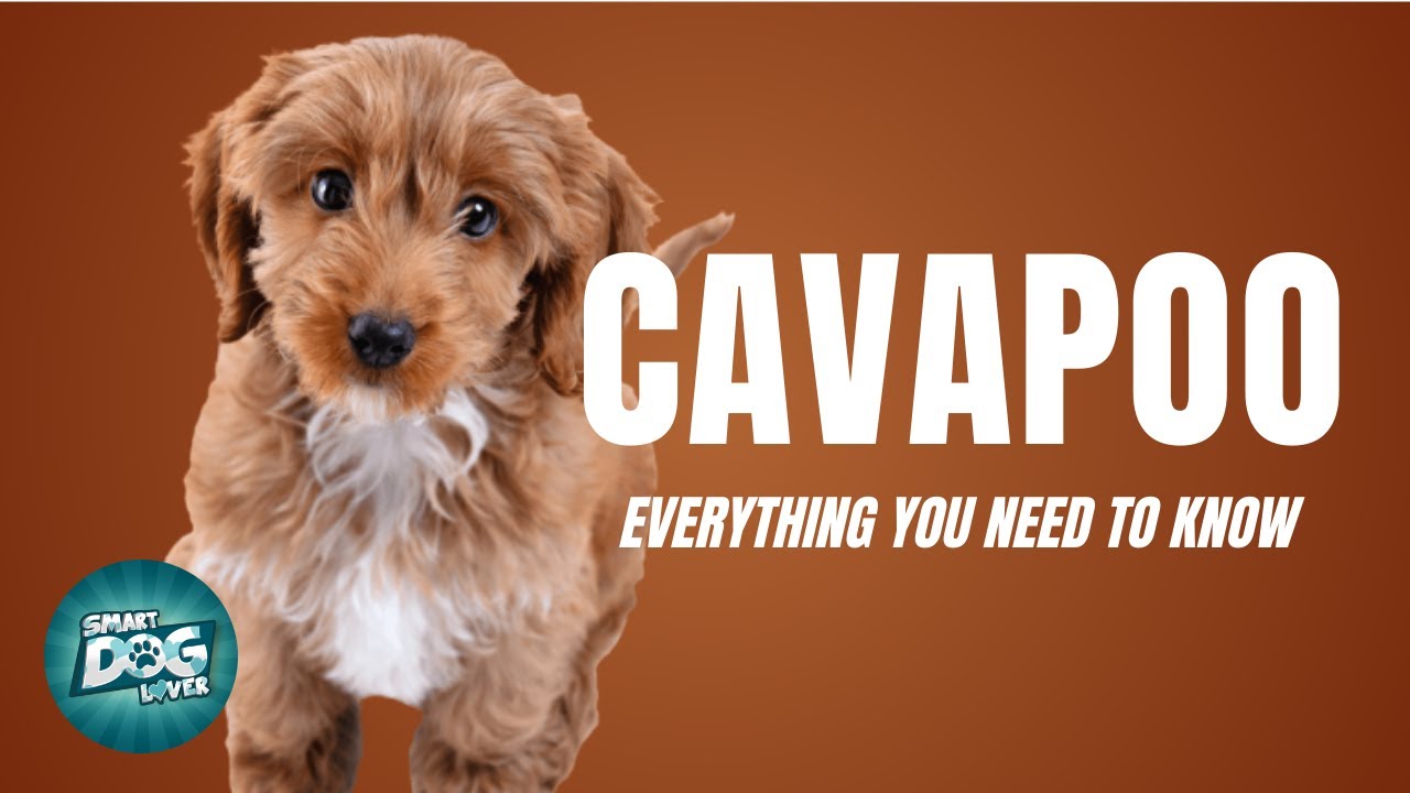 Руководство по породе собак кавапу | Собаки 101 - Cavapoo/Cavoodle