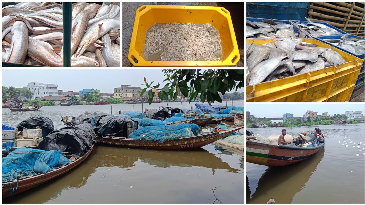 Visit To Famous Paradeep Fish🐟🐠 Market And Fish Price🤑 সব থেকে বড় মাছের আড়ত?😯