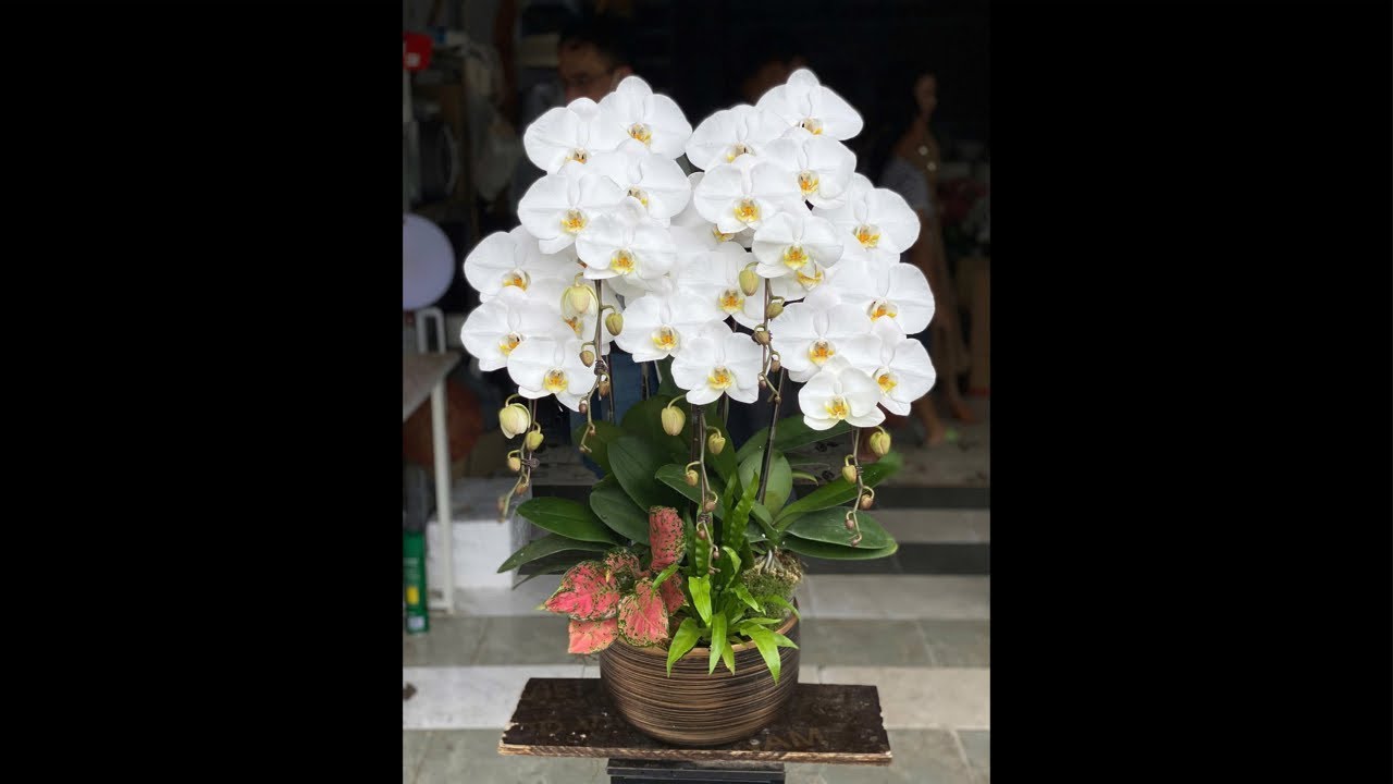 Linh Hải:hồ điệp ,muội hồng,…..0969569678
