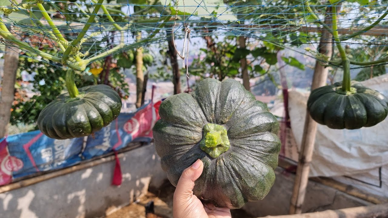 fresh vegetables harvest on rooftop garden|Rooftop farming video|Gardening Video|