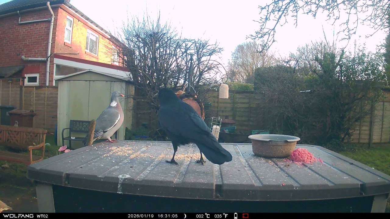 Raven Pigeons