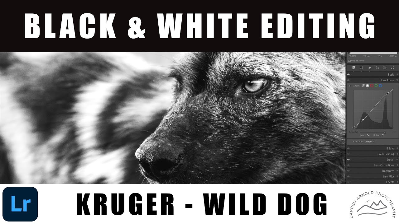 Black & White Wildlife Photography Edit | African Wild Dog in Kruger National Park
