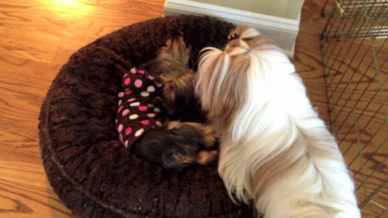 Winnie & Friends: Winnie + Minnie = BFF