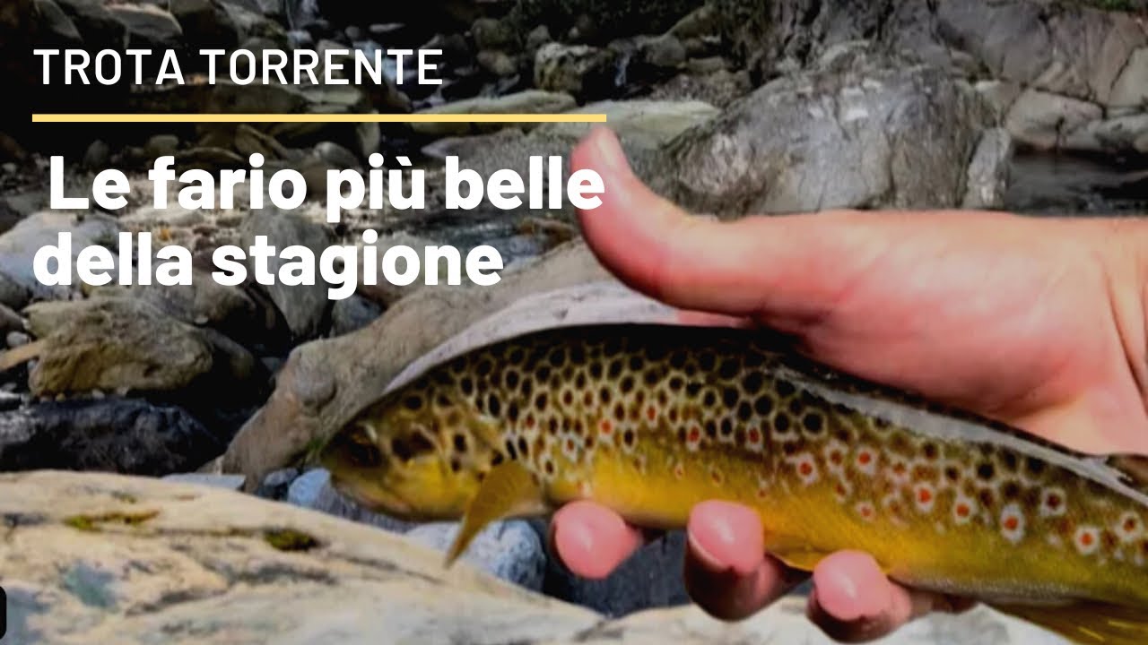 Pesca spinning alla TROTA SELVATICA in torrente, le fario pi&ugrave; belle della stagione