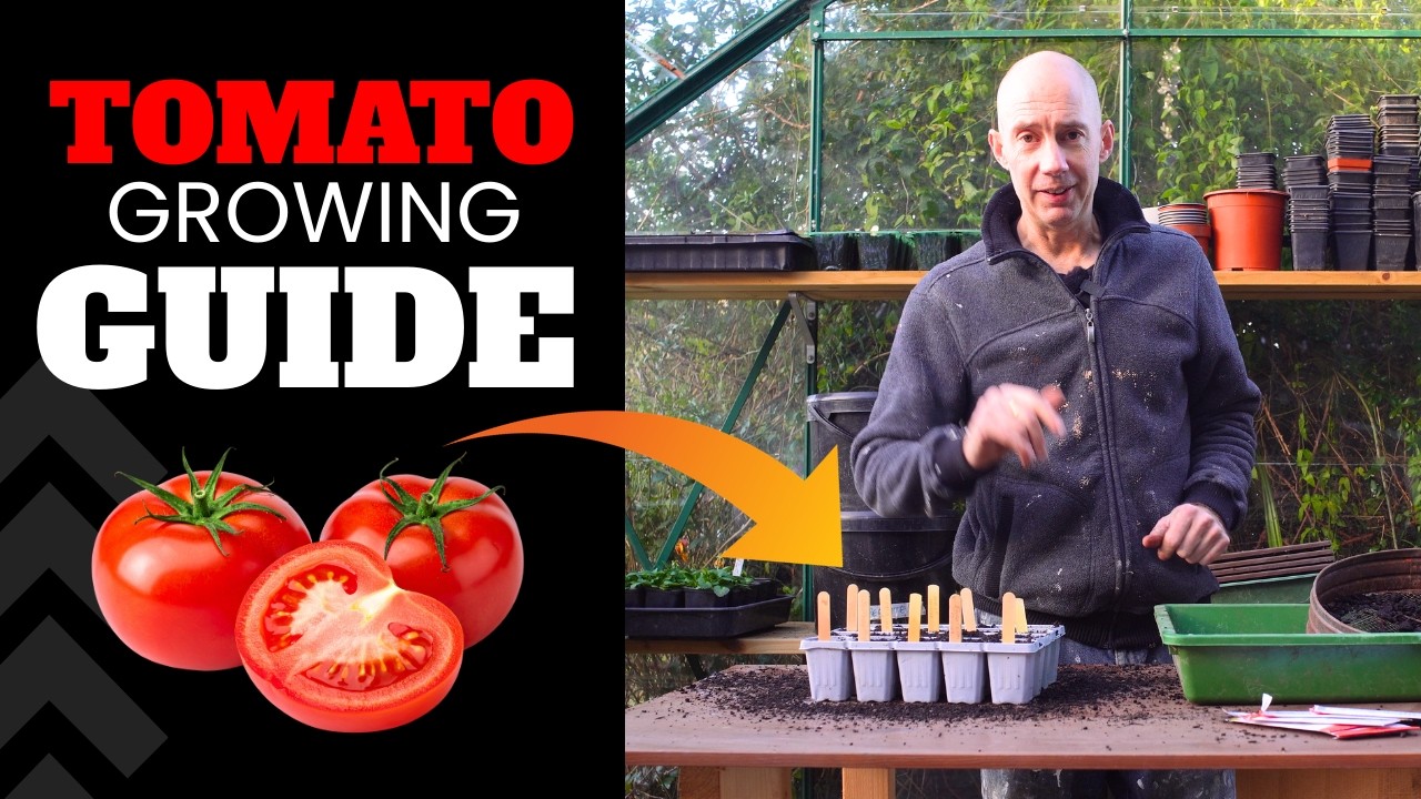 Absolutely Everything You Need to Know about STARTING YOUR TOMATOES!