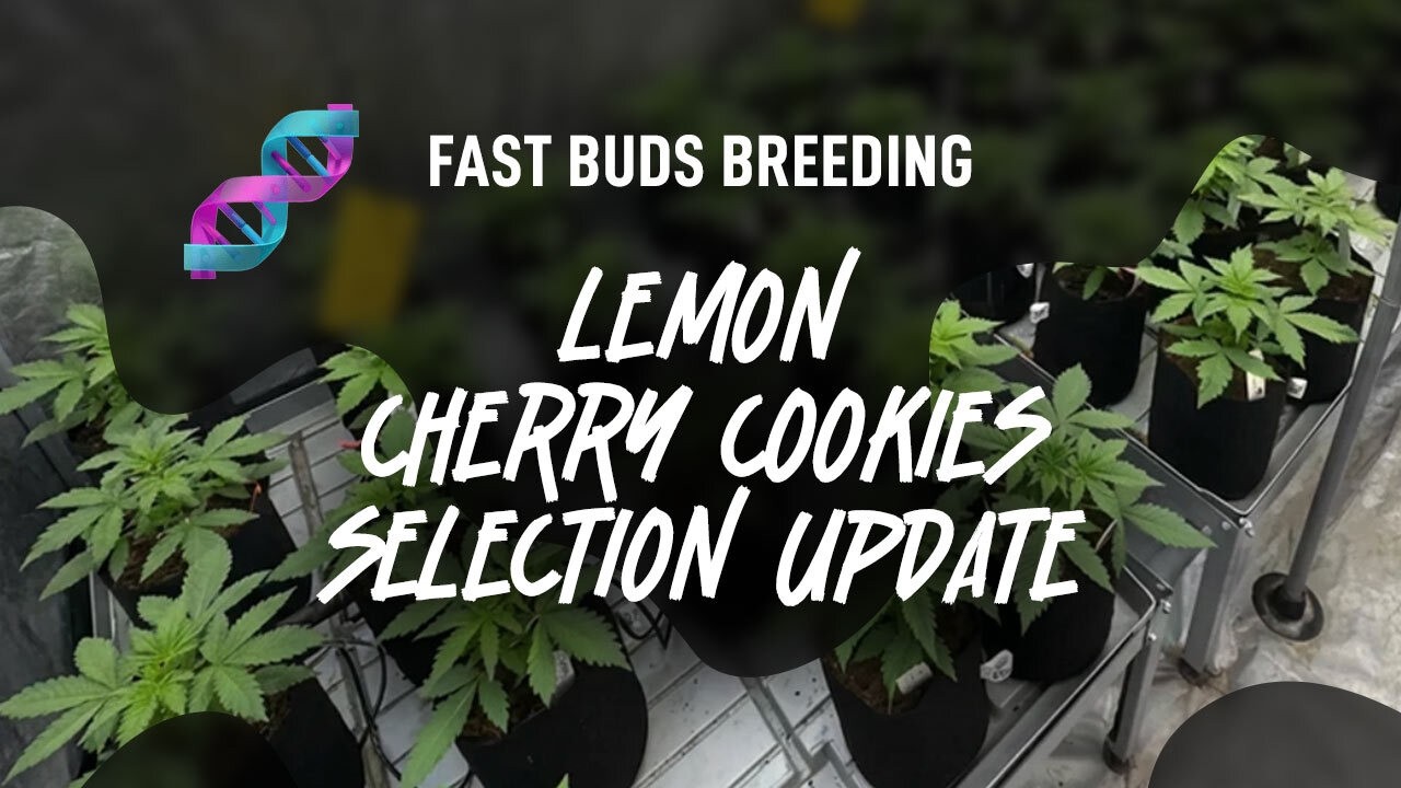 Обновление ассортимента Lemon Cherry Cookies &mdash; 42 селекционных хозяйства Fast Buds.
