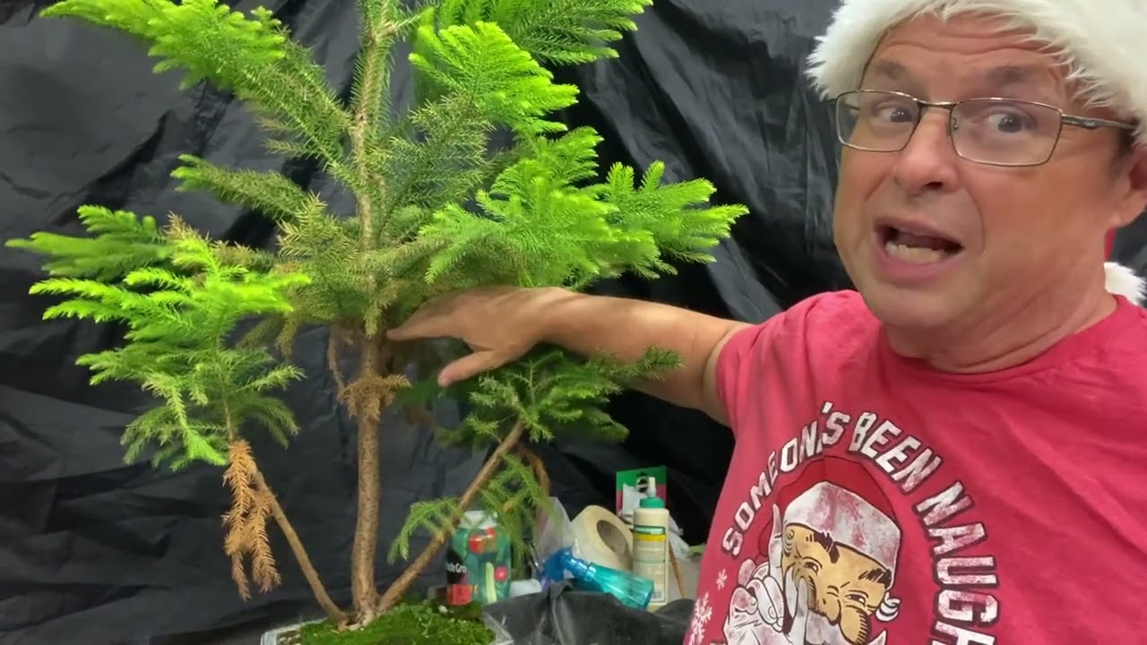 It’s Christmas 🎅 in July! The Norfolk Island Pine 🌲 must have been Naughty 👿!