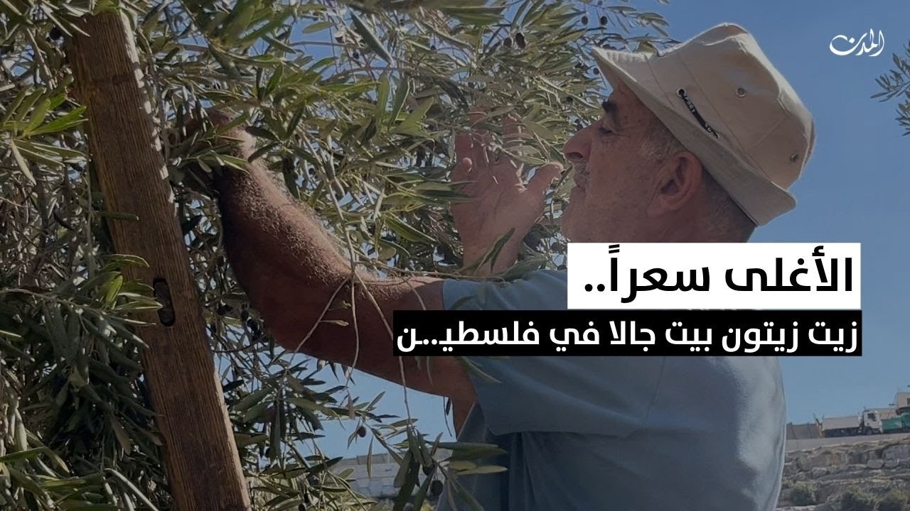 الأغلى سعراً.. زيت زيتون بيت جالا  في فلسطين