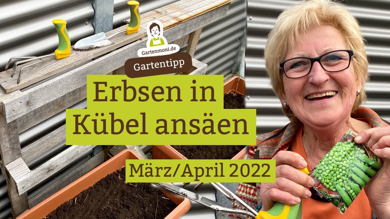 Erbsen in Kübel ansäen: So stützen sie sich später gegenseitig | März / April