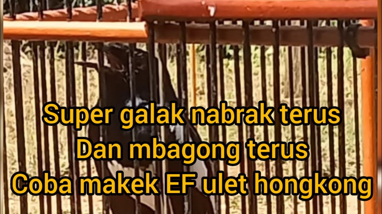 ciri ciri Kacer birahinya dangkal banget
