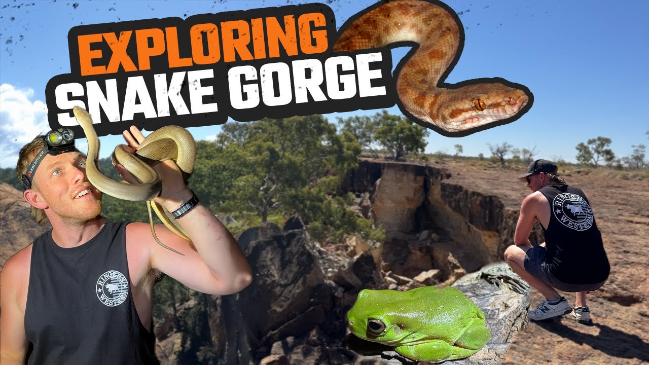 SNAKE INFESTED GORGES | FINDING A HIDDEN REPTILE HOTSPOT | HERPING OUTBACK QLD EP3
