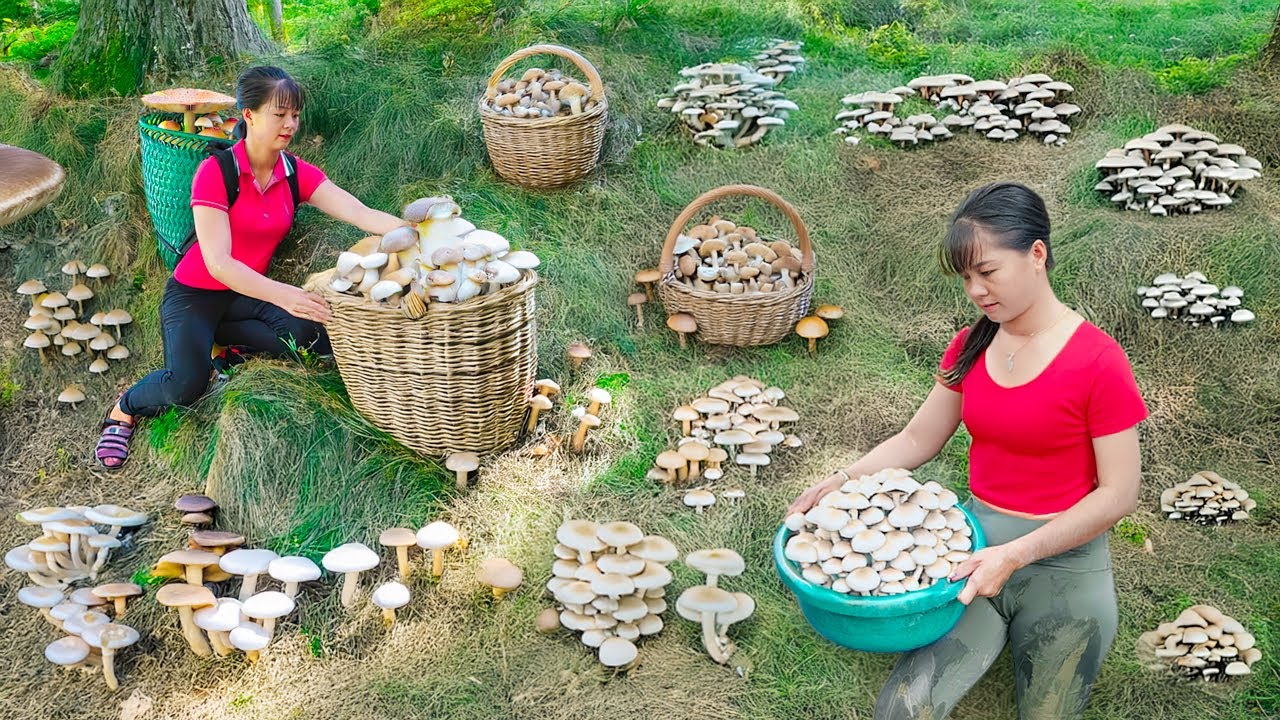 TIMELAPSE -- 688 Days Harvest Many Giant Earth Mushroom from Villagers - Goes to Market Sell