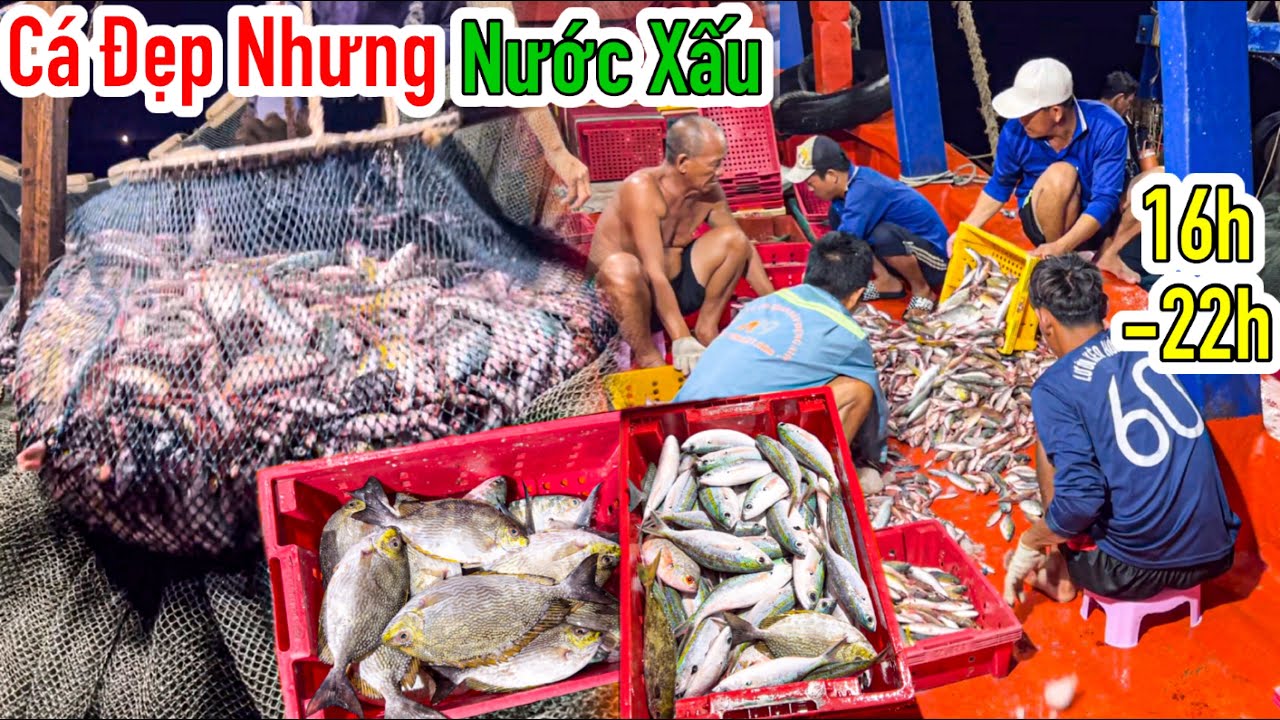 Lưới Bao Rạn 4 | Lưới Rách Te Tua Sau Vác Lưới Tại Điểm Rạn “Cá Mập” | Sơn Phú Quốc