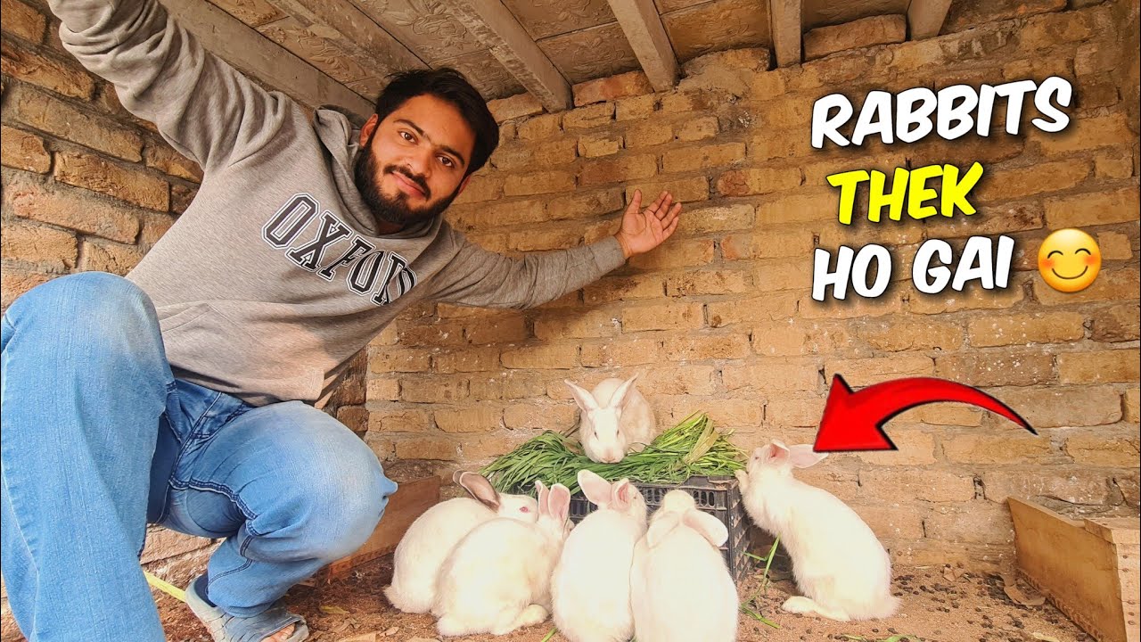 Mashallah ! Saray rabbits thek ho gai hain 😘 Saray rabbits ki growth shuru ho gai 📈