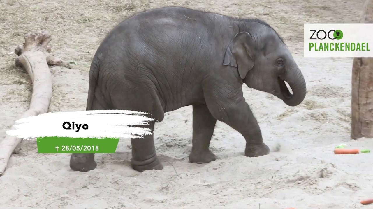 Pairi Daiza en ZOO Planckendael slaan handen in mekaar tegen olifantenherpes