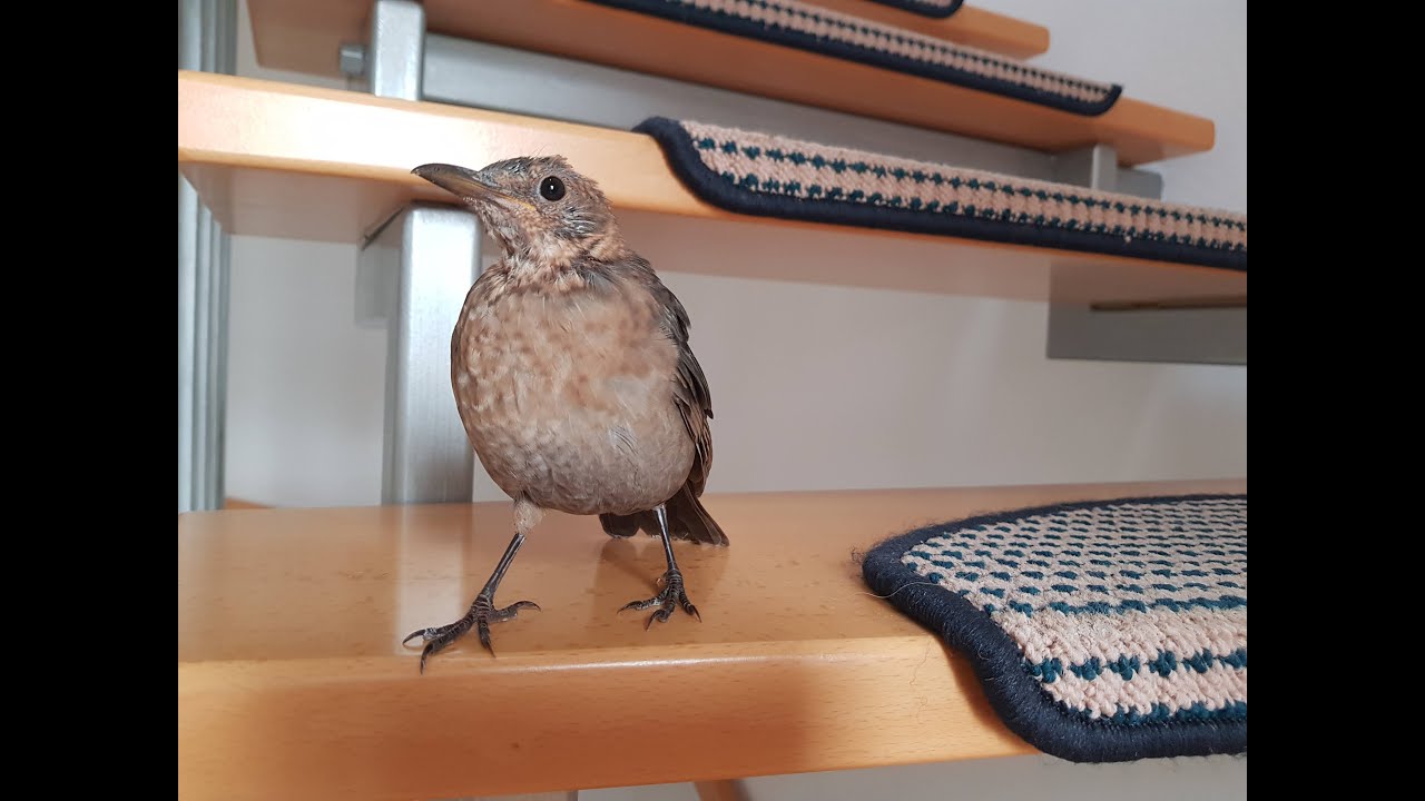 ... eine Amsel zu Besuch | a friendly blackbird