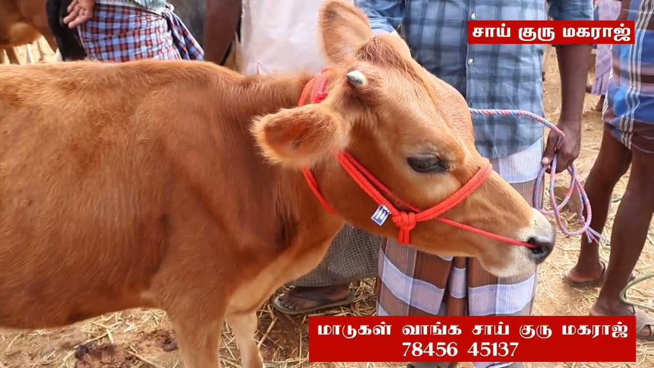 சீனா புரம் மாட்டு சந்தை//கிடாரிகள் கை கறவை மாடுகளின் விலை.