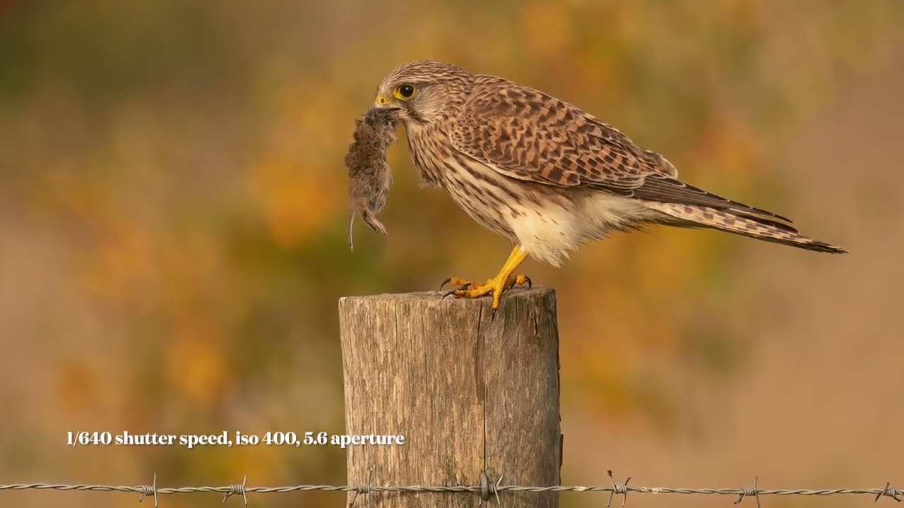 photographing kestrels